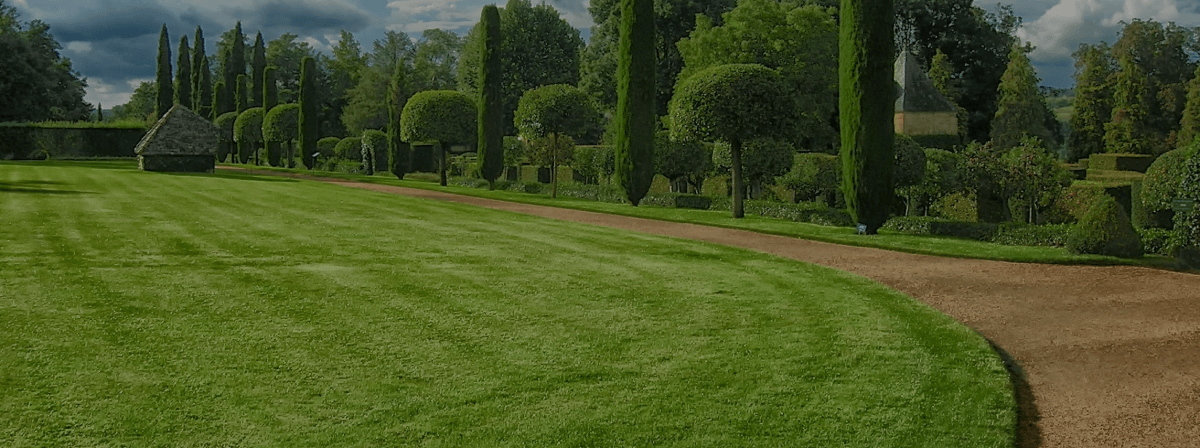 Healthy Vegetable Garden