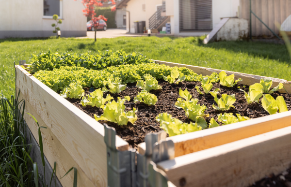 plant vegetable in garden bed