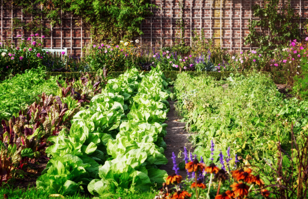 In ground vegetable planting