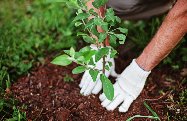 Planting