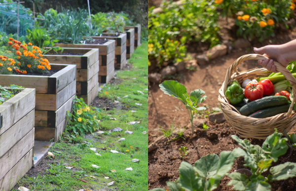 raised bed vs in ground