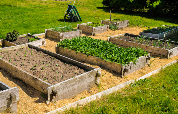 vegetable and garden bed